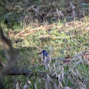 Ceyx azureus at Splitters Creek, NSW - 21 Jun 2023 02:35 PM