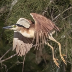 Nycticorax caledonicus (Nankeen Night-Heron) at Lake Ginninderra - 17 Jun 2023 by rawshorty