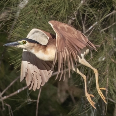 Nycticorax caledonicus (Nankeen Night-Heron) at Lake Ginninderra - 17 Jun 2023 by rawshorty