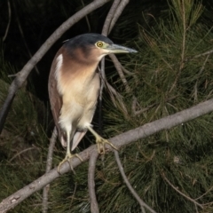 Nycticorax caledonicus at Giralang, ACT - 18 Jun 2023