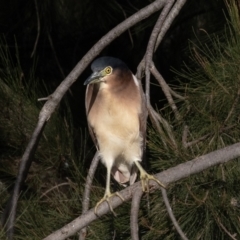 Nycticorax caledonicus at Giralang, ACT - 18 Jun 2023