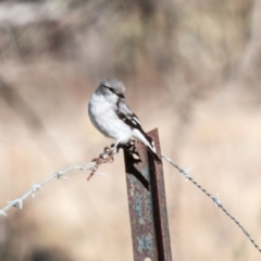 Melanodryas cucullata (Hooded Robin) at Namadgi National Park - 20 Jun 2023 by SWishart