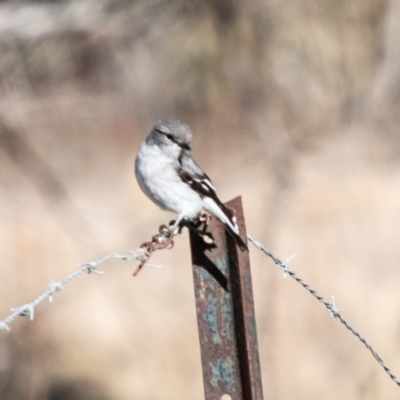 Melanodryas cucullata (Hooded Robin) at Tennent, ACT - 20 Jun 2023 by SWishart