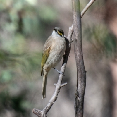 Caligavis chrysops (Yellow-faced Honeyeater) at Namadgi National Park - 20 Jun 2023 by SWishart