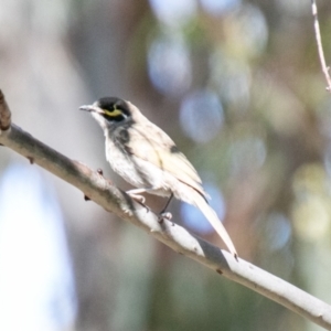 Caligavis chrysops at Tennent, ACT - 20 Jun 2023