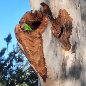 Trichoglossus moluccanus at Downer, ACT - 21 Jun 2023