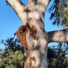 Trichoglossus moluccanus at Downer, ACT - 21 Jun 2023