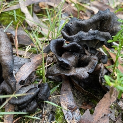 Unidentified Other black fungi  <hysterothecial> at Bundanoon, NSW - 23 May 2022 by GlossyGal