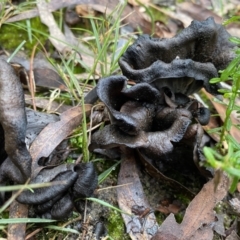 Unidentified Other black fungi  <hysterothecial> at Bundanoon, NSW - 23 May 2022 by GlossyGal