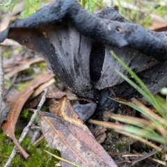 Craterellus cornucopiodes at Bundanoon, NSW - 23 May 2022 11:08 AM