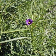 Solanum linearifolium (Kangaroo Apple) at Hawker, ACT - 19 Jun 2023 by sangio7