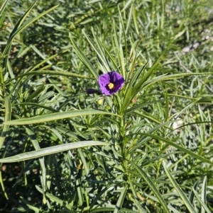 Solanum linearifolium at Hawker, ACT - 20 Jun 2023