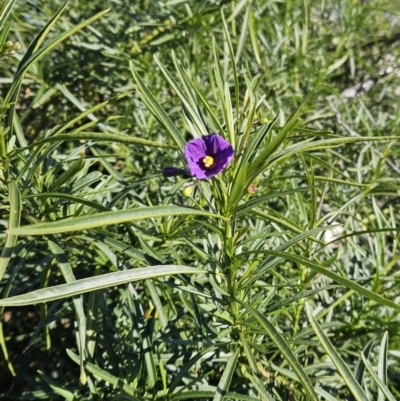 Solanum linearifolium (Kangaroo Apple) at Hawker, ACT - 20 Jun 2023 by sangio7