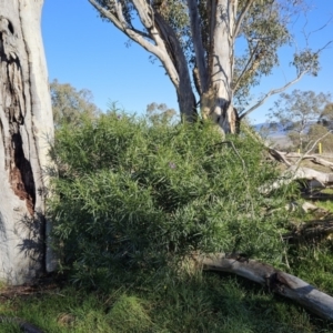 Solanum linearifolium at Hawker, ACT - 20 Jun 2023