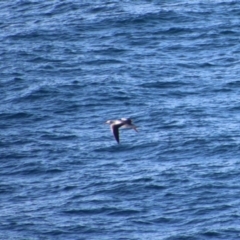 Morus serrator (Australasian Gannet) at Guerilla Bay, NSW - 21 Jun 2023 by LisaH