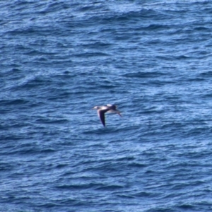 Morus serrator at Guerilla Bay, NSW - 21 Jun 2023