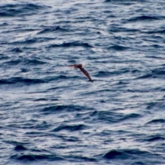 Morus serrator (Australasian Gannet) at Batemans Marine Park - 20 Jun 2023 by LisaH