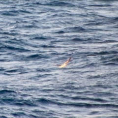 Morus serrator at Guerilla Bay, NSW - 20 Jun 2023