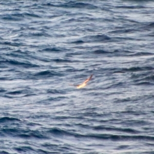 Morus serrator at Guerilla Bay, NSW - 20 Jun 2023