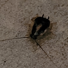 Blatella germanica (German Cockroach) at Holt, ACT - 21 Jun 2023 by trevorpreston