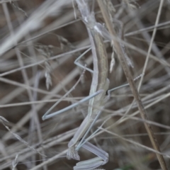 Archimantis sp. (genus) (Large Brown Mantis) at Campbell, ACT - 10 Feb 2023 by MargD