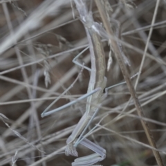 Archimantis sp. (genus) (Large Brown Mantis) at Campbell, ACT - 9 Feb 2023 by MargD