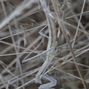 Archimantis sp. (genus) at Campbell, ACT - 10 Feb 2023 04:26 AM