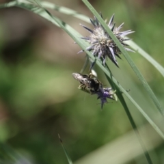 Apocrita (suborder) (Unidentified wasp) at Campbell, ACT - 9 Feb 2023 by MargD