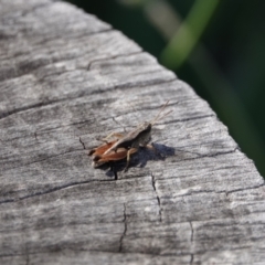 Phaulacridium vittatum (Wingless Grasshopper) at Campbell, ACT - 10 Feb 2023 by MargD