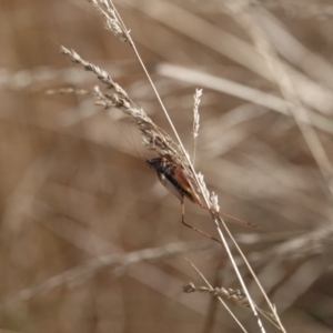 Trigonidiidae (family) at Campbell, ACT - 10 Feb 2023