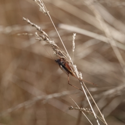 Trigonidiidae (family) (Swordtail cricket) at Katoomba Park, Campbell - 9 Feb 2023 by MargD