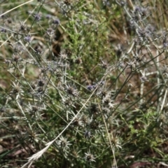 Eryngium ovinum (Blue Devil) at Campbell, ACT - 10 Feb 2023 by MargD