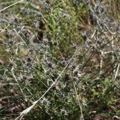 Eryngium ovinum (Blue Devil) at Campbell, ACT - 10 Feb 2023 by MargD