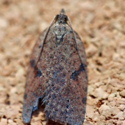 Meritastis polygraphana (Mottled Bell Moth) at Moruya, NSW - 21 Jun 2023 by LisaH