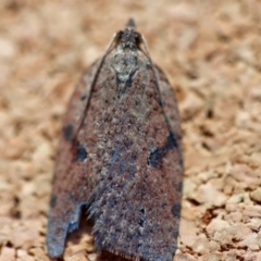 Unidentified Tortricid moth (Tortricidae) at Moruya, NSW - 21 Jun 2023 by LisaH
