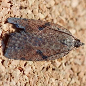 Meritastis polygraphana at Broulee Moruya Nature Observation Area - suppressed