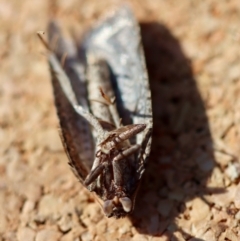 Meritastis polygraphana at Broulee Moruya Nature Observation Area - suppressed