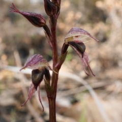 Acianthus collinus (Inland Mosquito Orchid) at Point 5815 - 18 Jun 2023 by shoko