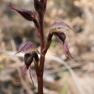 Acianthus collinus (Inland Mosquito Orchid) at Black Mountain - 18 Jun 2023 by shoko