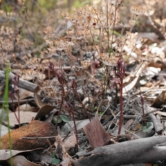 Acianthus collinus at Bruce, ACT - 18 Jun 2023