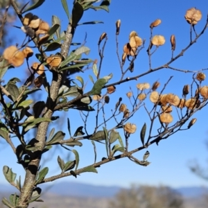 Bursaria spinosa at Molonglo Valley, ACT - 20 Jun 2023