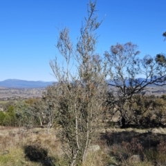 Bursaria spinosa at Molonglo Valley, ACT - 20 Jun 2023