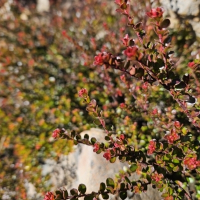 Leionema lamprophyllum subsp. obovatum (Shiny Phebalium) at Cotter River, ACT - 21 Jun 2023 by BethanyDunne