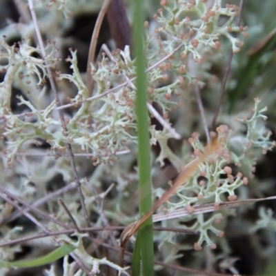 Unidentified Lichen, Moss or other Bryophyte at Moruya, NSW - 21 Jun 2023 by LisaH