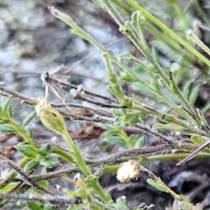 Vittadinia cuneata var. cuneata at Hawker, ACT - 20 Jun 2023