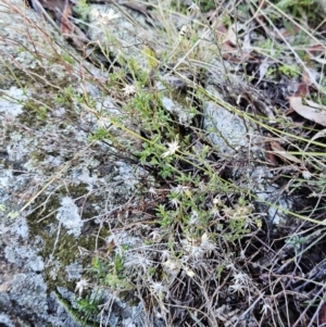 Vittadinia cuneata var. cuneata at Hawker, ACT - 20 Jun 2023