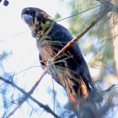 Calyptorhynchus lathami lathami (Glossy Black-Cockatoo) at Broulee Moruya Nature Observation Area - 21 Jun 2023 by LisaH