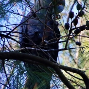 Calyptorhynchus lathami lathami at Moruya, NSW - 21 Jun 2023