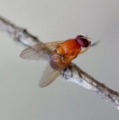 Sapromyza sp. (genus) (A lauxaniid fly) at Moruya, NSW - 21 Jun 2023 by LisaH