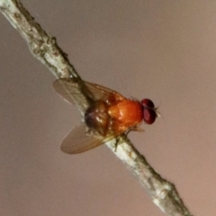 Sapromyza sp. (genus) at Moruya, NSW - suppressed